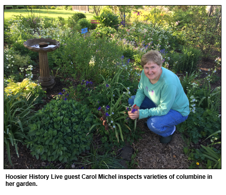 Hoosier History Live guest Carol Michel inspects varieties of columbine in her garden.
