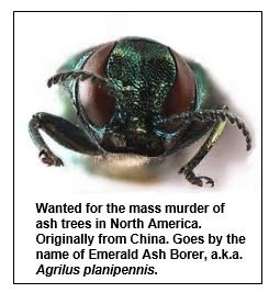 Wanted for the mass murder of ash trees in North America. Originally from China. Goes by the name of Emerald Ash Borer, a.k.a. Agrilus planipennis.
