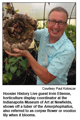 Hoosier History Live guest Irvin Etienne, horticulture display coordinator at the Indianapolis Museum of Art at Newfields, shows off a tuber of the Amorphophallus, also referred to as corpse flower or voodoo lily when it blooms.
Courtesy Paul Koloszar.