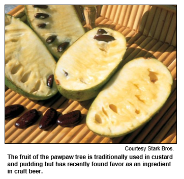 The fruit of the pawpaw tree is traditionally used in custard and pudding but has recently found favor as an ingredient in craft beer.  
Courtesy Stark Bros.