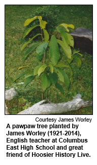 A pawpaw tree planted by James Worley (1921-2014), English teacher at Columbus East High School and great friend of Hoosier History Live.  
Courtesy James Worley.