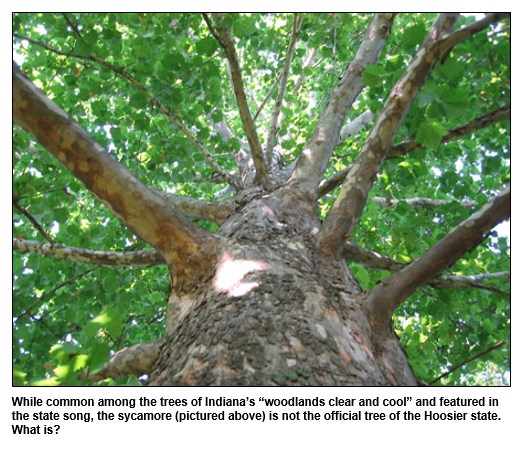 While common among the trees of Indiana’s “woodlands clear and cool” and featured in the state song, the sycamore (pictured above) is not the official tree of the Hoosier state.  What is?
