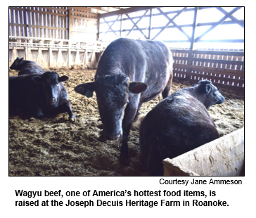Wagyu beef, one of America's hottest food items, is raised at the Joseph Decuis Heritage Farm in Roanoke. Courtesy Jane Ammeson.