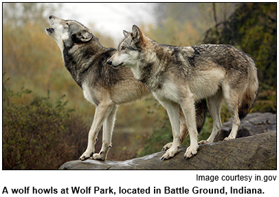 Two wolves are pictured, one of them howling, at Wolf Park, located in Battle Ground, Indiana. Image courtesy in.gov.