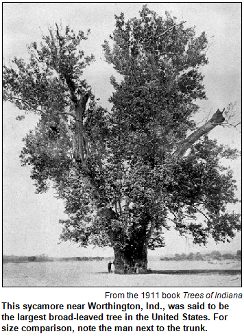 This sycamore near Worthington, Ind., was said to be the largest broad-leaved tree in the United States. For size comparison, note the man next to the trunk. Image from Trees of Indiana, 1911.