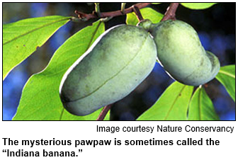 The mysterious pawpaw is sometimes called the Indiana banana. Image courtesy Nature Conservancy.