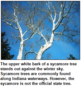 A sycamore tree is shown, with an upper white bark that is visible against the winter sky. The sycamore tree is commonly found along Indiana waterways, but it is not Indiana's state tree.